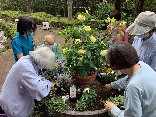 花の苗植え 花の苗植え