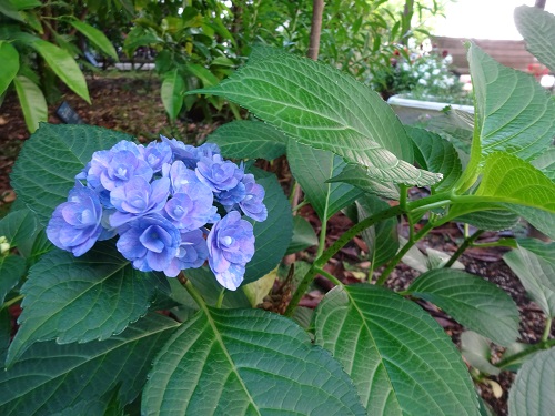 庭園の花便り